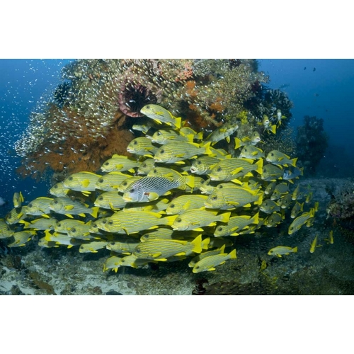 Indonesia Sweetlip fish swim past coral reef